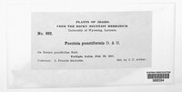 Puccinia suaveolens image